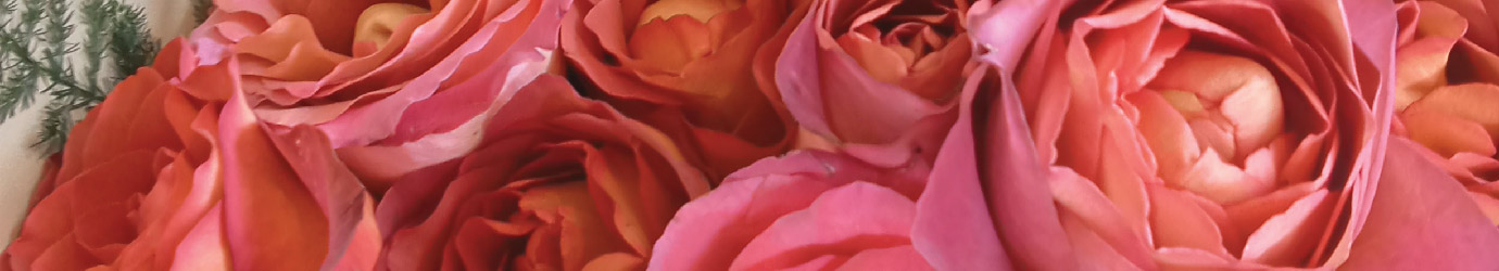 A thin photo of roses in Phuket serving as a banner image for a flower shop