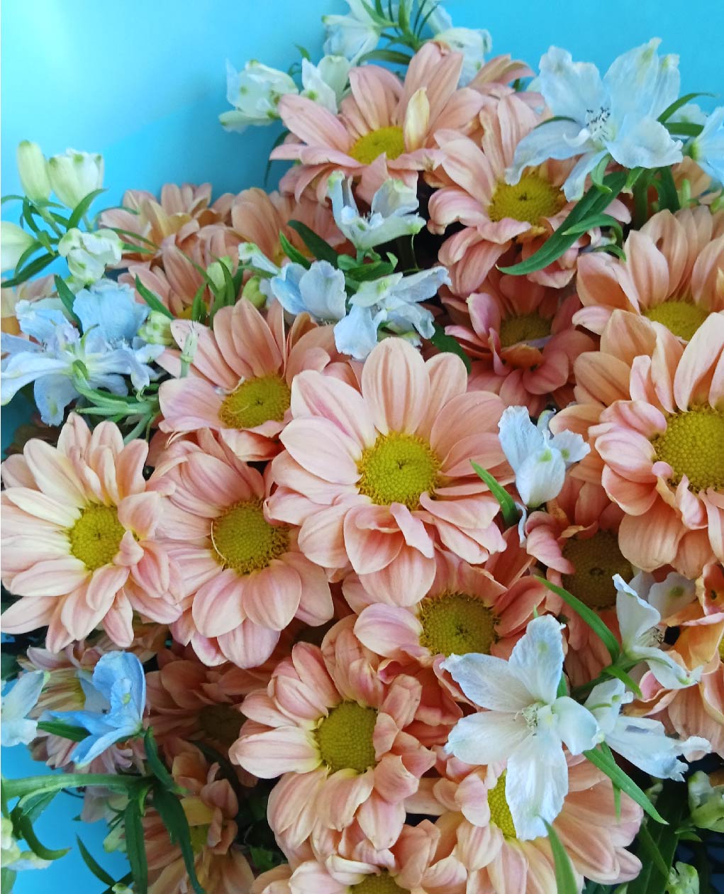 Peach chrysanthemums and white delphiniums in the 'Peachy Petals' bouquet, perfect for any occasion. Phuket flowers for a warm, elegant touch.